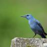 Passero solitario - Blue Rock Thrush (Monticola solitarius)