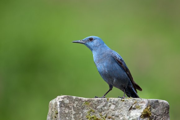 Passero solitario - Blue Rock Thrush (Monticola solitarius)