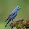 Passero solitario - Blue Rock Thrush (Monticola solitarius)