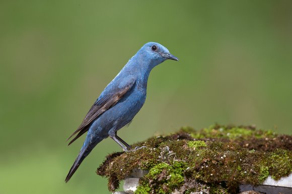 Passero solitario - Blue Rock Thrush (Monticola solitarius)