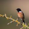 Saltimpalo . African Stonechat (Saxicola torquatus)