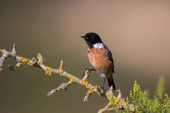 Saltimpalo . African Stonechat (Saxicola torquatus)