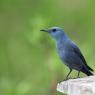 Passero solitario - Blue Rock Thrush (Monticola solitarius)