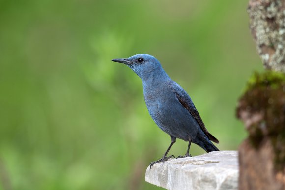 Passero solitario - Blue Rock Thrush (Monticola solitarius)