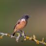 Saltimpalo . African Stonechat (Saxicola torquatus)