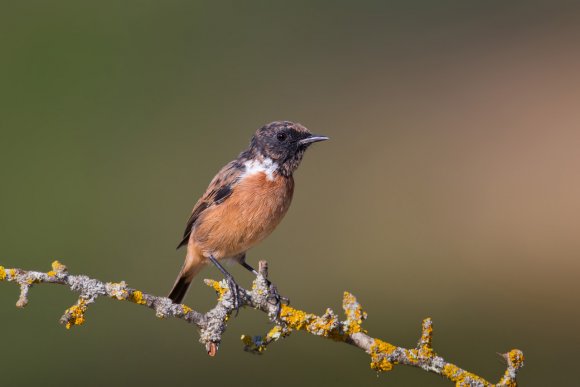 Saltimpalo . African Stonechat (Saxicola torquatus)