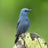 Passero solitario - Blue Rock Thrush (Monticola solitarius)