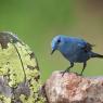 Passero solitario - Blue Rock Thrush (Monticola solitarius)