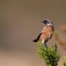 Saltimpalo . African Stonechat (Saxicola torquatus)