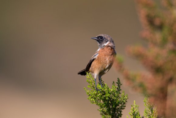 Saltimpalo . African Stonechat (Saxicola torquatus)