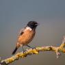 Saltimpalo . African Stonechat (Saxicola torquatus)