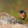 Saltimpalo . African Stonechat (Saxicola torquatus)