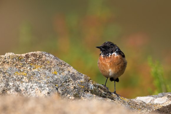 Saltimpalo . African Stonechat (Saxicola torquatus)