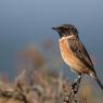 Saltimpalo . African Stonechat (Saxicola torquatus)