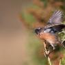 Saltimpalo . African Stonechat (Saxicola torquatus)