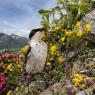 Culbianco - Northern Whatear (Oenanthe oenanthe)