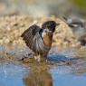 Saltimpalo . African Stonechat (Saxicola torquatus)