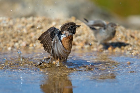 Saltimpalo . African Stonechat (Saxicola torquatus)