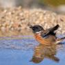 Saltimpalo . African Stonechat (Saxicola torquatus)