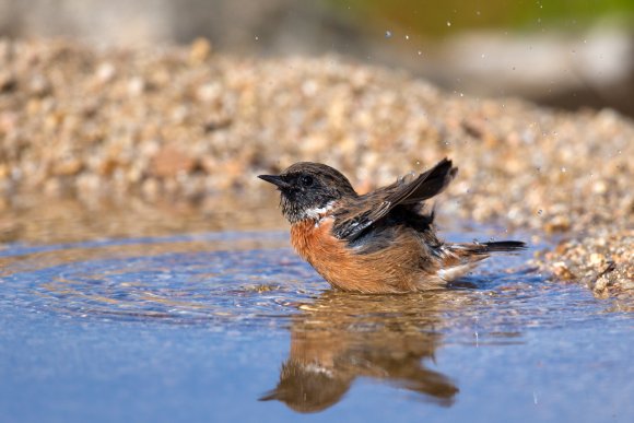 Saltimpalo . African Stonechat (Saxicola torquatus)