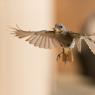 Codirosso - Common redstart (Phoenicurus phoenicurus)