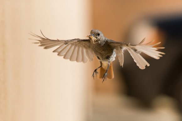 Codirosso - Common redstart (Phoenicurus phoenicurus)