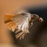 Codirosso - Common redstart (Phoenicurus phoenicurus)