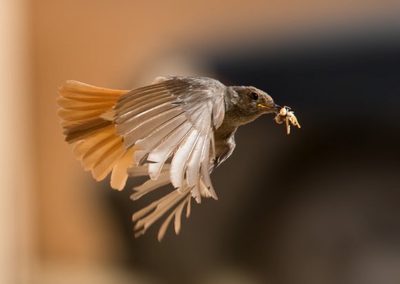 Codirosso - Common redstart (Phoenicurus phoenicurus)