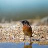 Saltimpalo . African Stonechat (Saxicola torquatus)