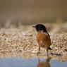 Saltimpalo . African Stonechat (Saxicola torquatus)