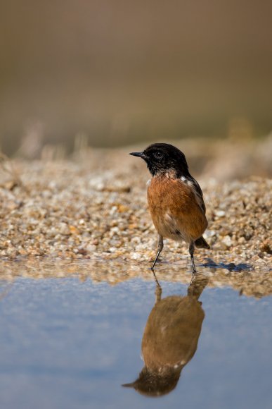 Saltimpalo . African Stonechat (Saxicola torquatus)