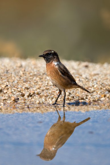 Saltimpalo . African Stonechat (Saxicola torquatus)