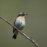 Stiaccino - Whinchat (Saxicola rubetra)