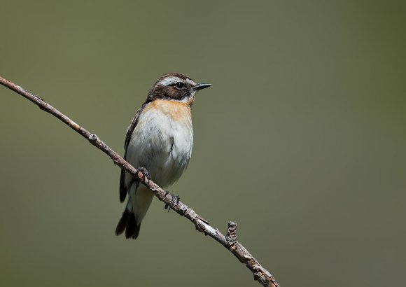 Stiaccino - Whinchat (Saxicola rubetra)