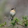 Stiaccino - Whinchat (Saxicola rubetra)