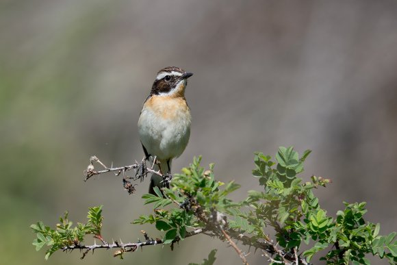 Stiaccino - Whinchat (Saxicola rubetra)