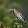 Stiaccino - Whinchat (Saxicola rubetra)