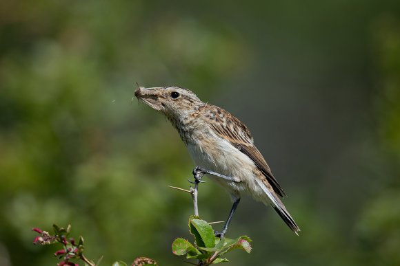 Stiaccino - Whinchat (Saxicola rubetra)