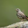 Codirossone - Common Rock Thrush (Monticola saxatilis)