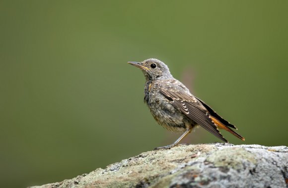 Codirossone - Common Rock Thrush (Monticola saxatilis)