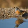 Codirosso - Common redstart (Phoenicurus phoenicurus)