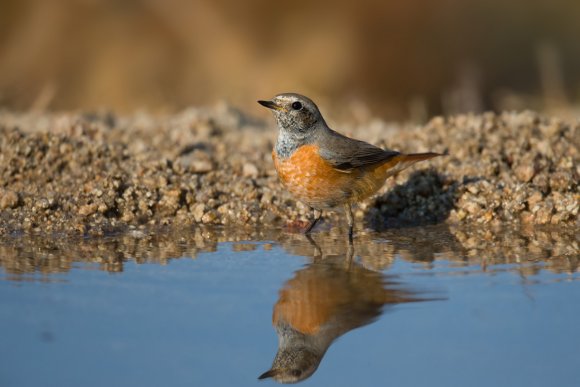 Codirosso - Common redstart (Phoenicurus phoenicurus)