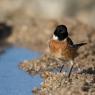 Saltimpalo . African Stonechat (Saxicola torquatus)