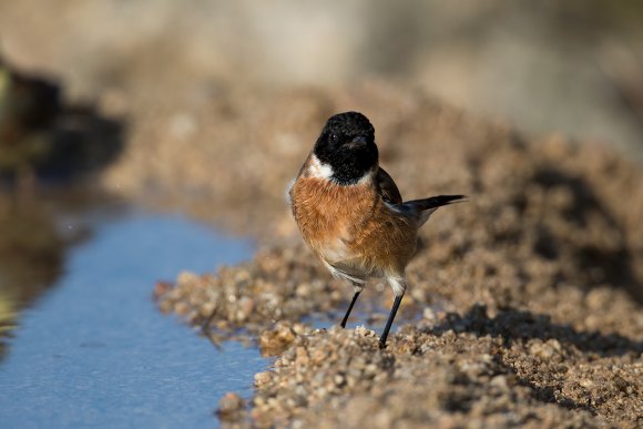 Saltimpalo . African Stonechat (Saxicola torquatus)