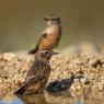 Saltimpalo . African Stonechat (Saxicola torquatus)