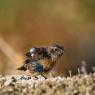 Saltimpalo . African Stonechat (Saxicola torquatus)