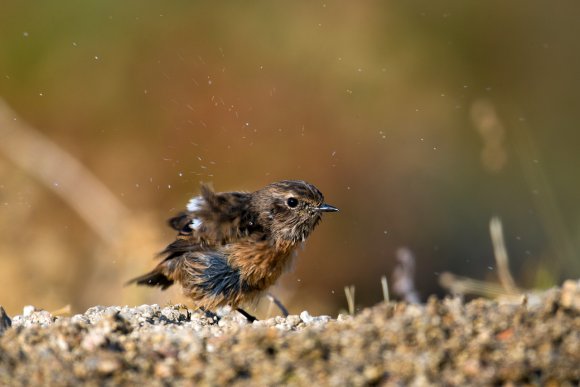 Saltimpalo . African Stonechat (Saxicola torquatus)