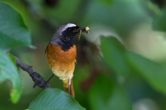 Codirosso - Common redstart (Phoenicurus phoenicurus)