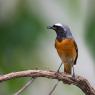 Codirosso - Common redstart (Phoenicurus phoenicurus)