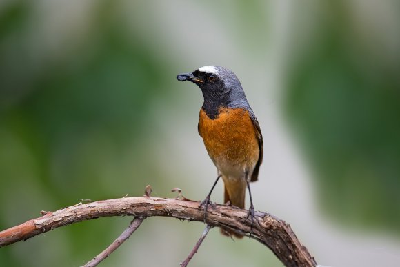 Codirosso - Common redstart (Phoenicurus phoenicurus)